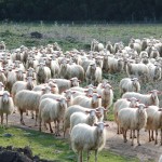 gregge_di_pecore