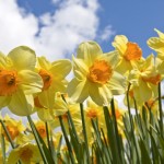Open yellow daffodils.